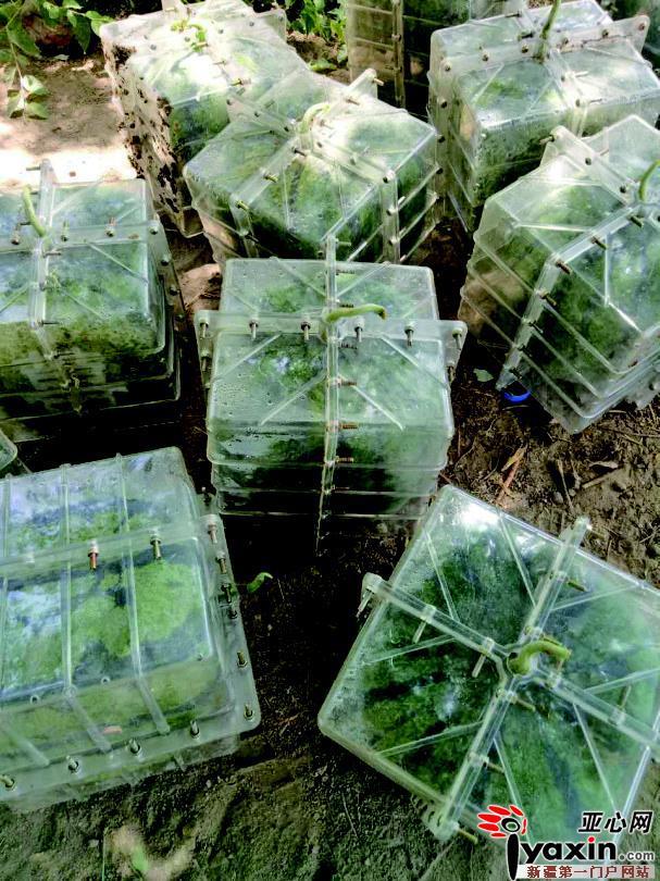 瓜农种出方形西瓜 最贵168元/个 方形西瓜怎么种的？