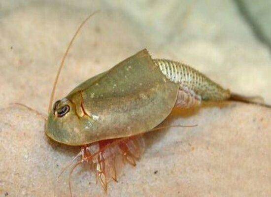 三眼恐龙虾是世界的活化石 起源于遥远的恐龙时期