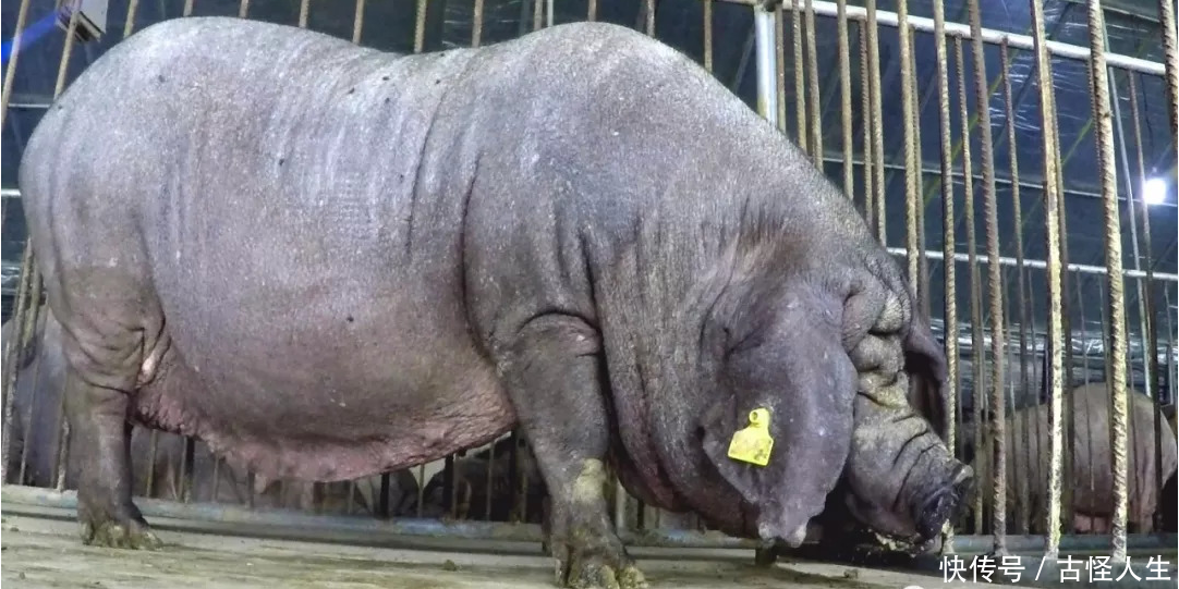 有一种猪,曾被作为国礼赠送给外国,您听说了