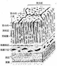 通过x线双对比造影,解剖镜及病理组织学的对照研究,观察不同形态胃