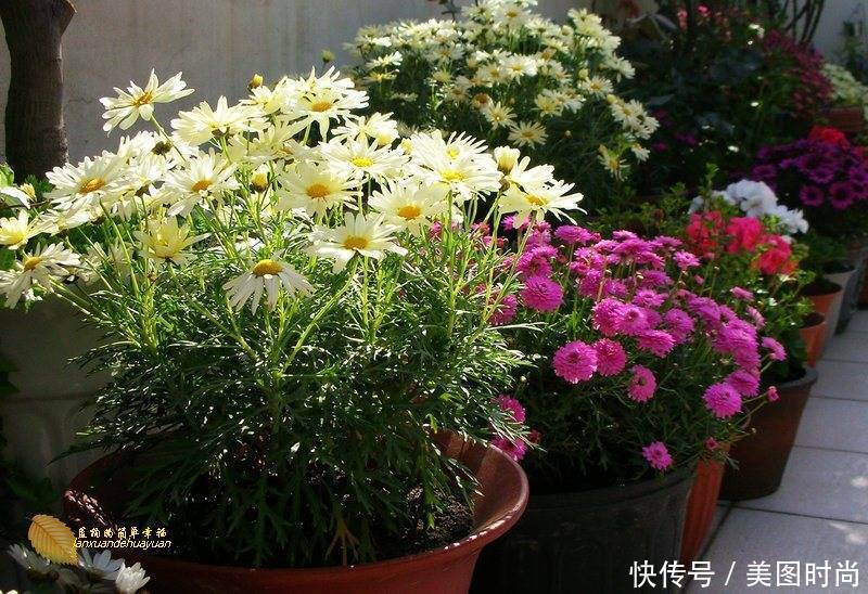 有个“露台花园”折腾,真好!此景此情,喝茶,看书 太惬意啦!