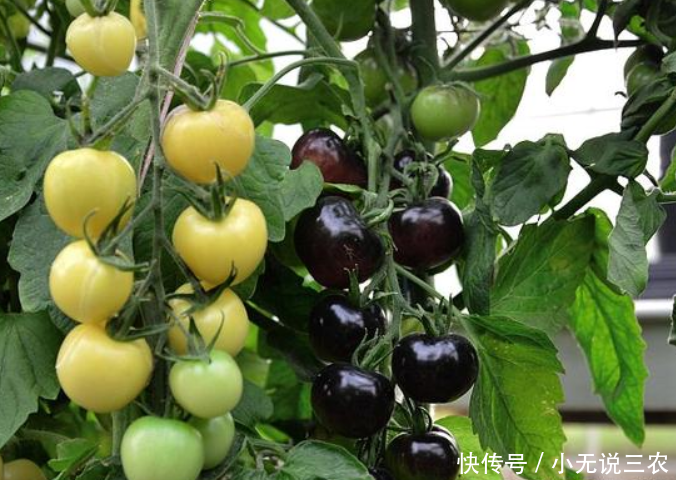 市场上供不应求:农民种植黑番茄每斤15元!