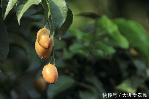 农村这种水果形似龙眼,维生素含量堪比杨梅,果皮和果核还能入药