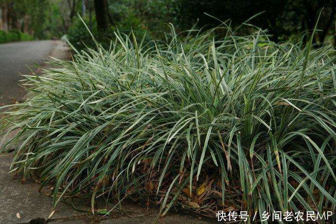 路边一种常见的小草, 泡水喝可以有助睡眠, 你见