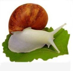 蜗牛喜欢吃什么食物_360问答