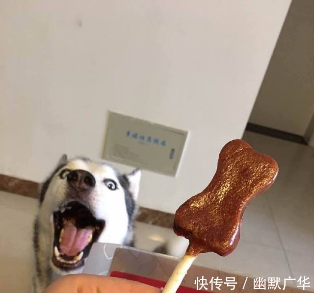 二哈吃个棒棒糖也是拼了,这表情当表情谢谢1老公的钱图片表情图片