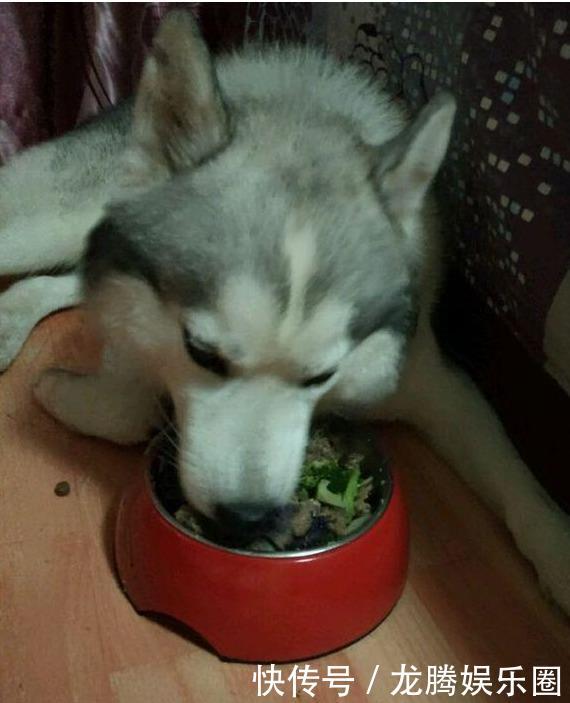 哈士奇去训练营培训,没多久就遣送回来了,没见