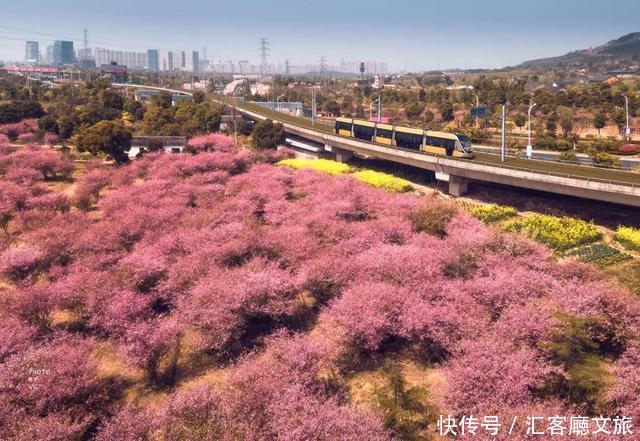 江浙沪又一网红打卡地！有轨电车穿过海棠花海，2元直达太湖