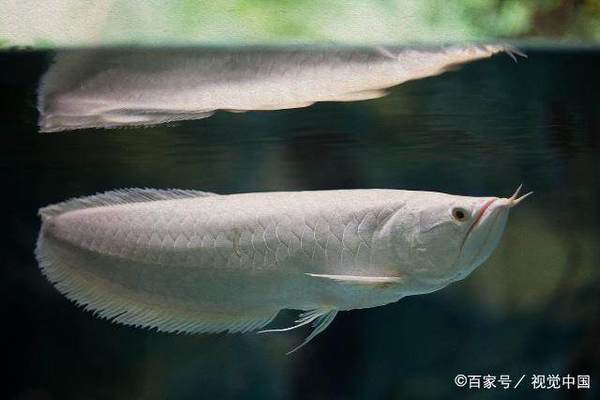 雷龍魚在哪里買比較好的 水族問答