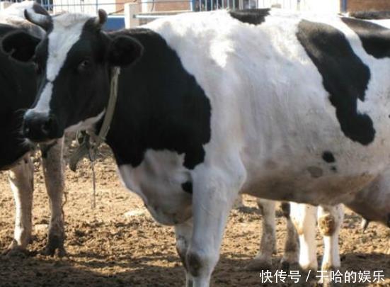 她投资养奶牛,占领宁波五分之一的牛奶市场,年