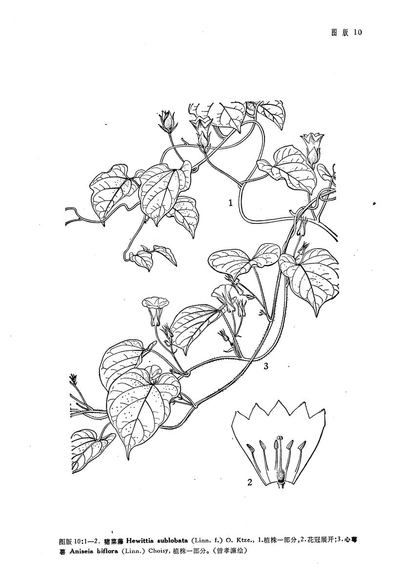 中国植物志原版墨线图