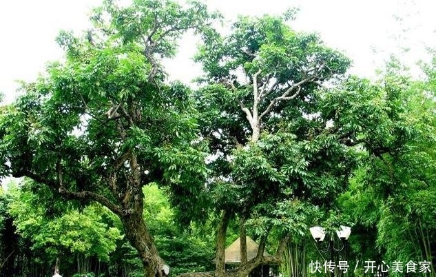 7月即将成熟,在南方常烂一地,北方却只能吃冬季干货,80元一斤 皇冠注册网址