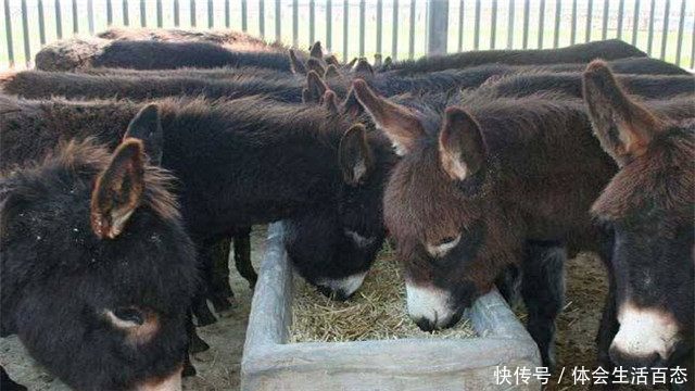 一头驴卖完能赚上万元，为什么农村没人养驴？看完可算明白了