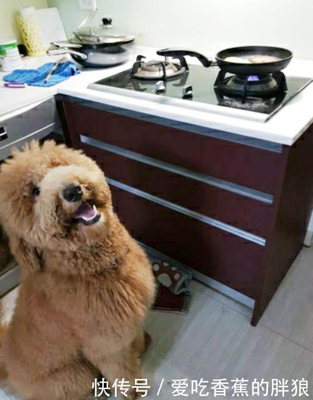 一岁泰迪身高一米五,跑到厨房站起来偷食物,差