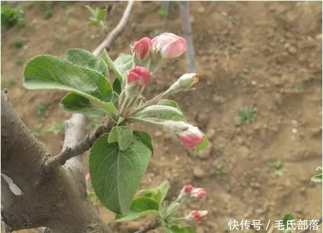 苹果树栽培技术|苹果树带分枝大苗建园当年冬季修剪原则