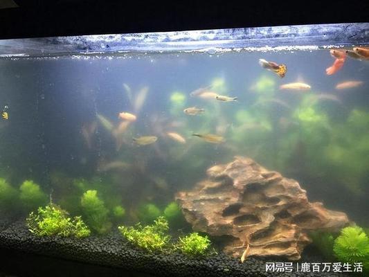 呼和浩特哪里賣魚缸好一點(diǎn)（呼和浩特哪里賣魚缸好一點(diǎn)的）