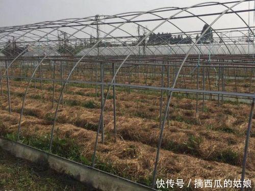 走访了100家生态小农场,成功的只有十分之一,都有这3个特点