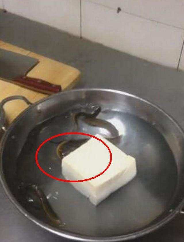 女子把活泥鳅和豆腐放水里煮, 10分钟后, 纷纷钻进豆腐 手机拍这一画面_【快资讯】