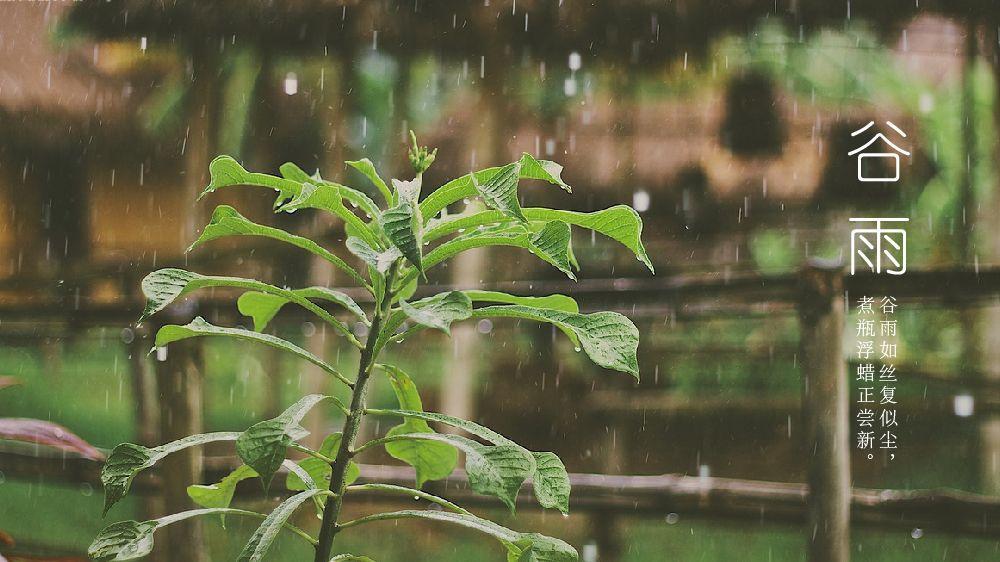 心头像蟹爬",这些活泼的俗语说的便是谷雨的重要性
