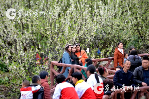 阳春三月!沿河南庄万亩李花吸引着众多游客前来游玩