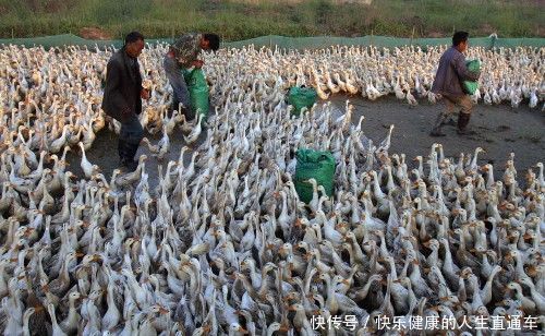 他养鸭30年,运气好年入30万,也曾血本无归