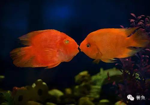 A Comprehensive Guide to <strong><mark>arowana</mark></strong> in Pietersburg: Location, Distribution, Business Hours, and Products