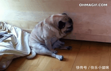 壁纸 动物 狗 狗狗 358_232 gif 动态图 动图