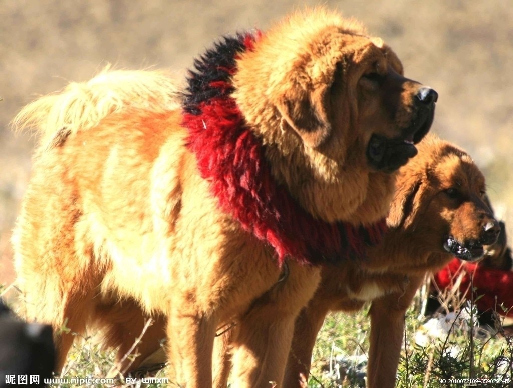 赛级藏獒幼犬