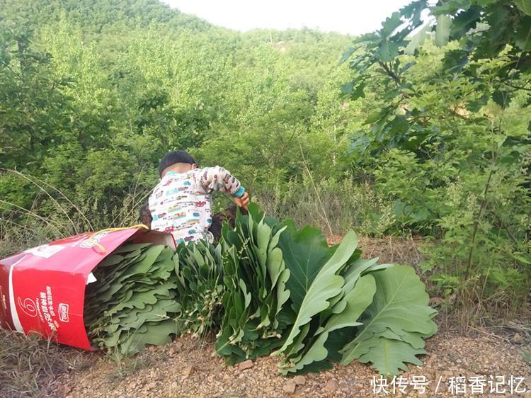 这种叶子在我国农村无人问津，日韩却从我国大量进口