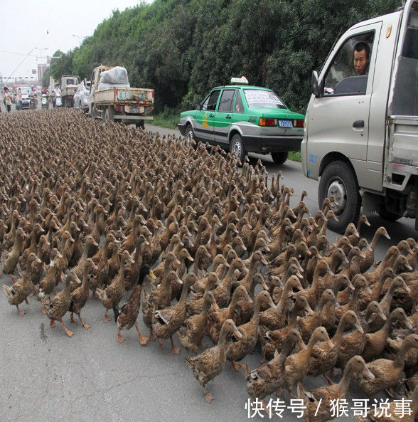 男子马路上堵车，下车看看什么情况，接下来一幕却让他哭笑不得