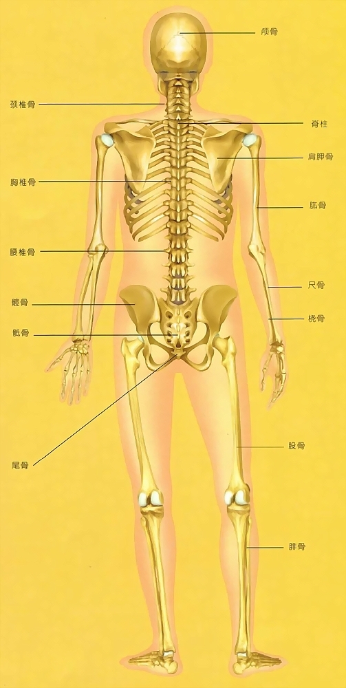 人体背部骨头分布图