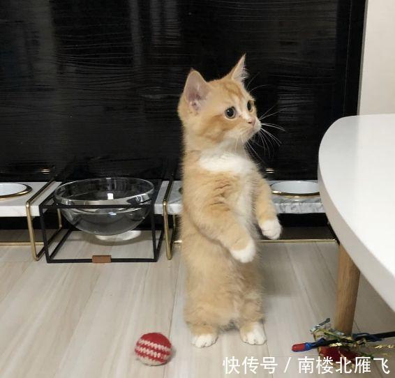 小奶猫靠卖萌获取食物,那个眼神触动人心,主人