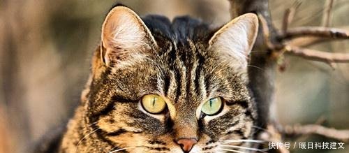 圆脸虎斑猫虎斑猫怎么才能胖脸呢,虎斑猫一个