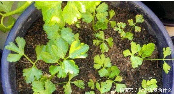 家里种韭菜、香菜、芹菜、葱,用这个方法,出苗