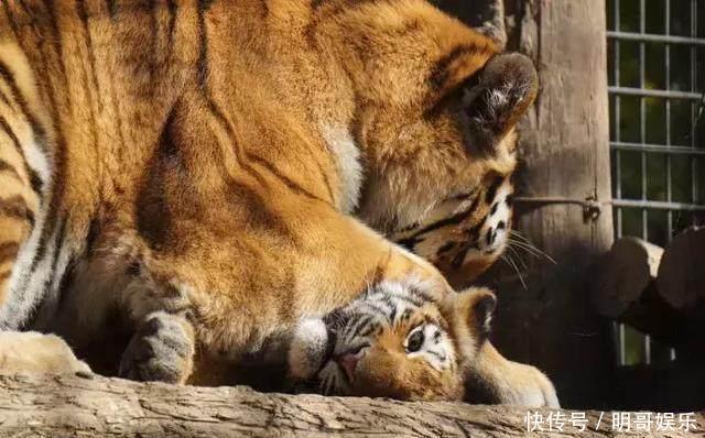 谁说老虎屁股摸不得,小老虎亲身示范,下一秒却