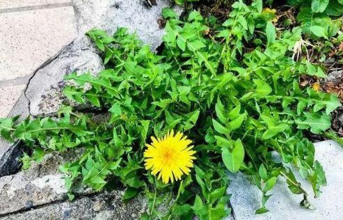 夏天的蒲公英,堪称“下火草”,根和叶功效略不同,用对最重要