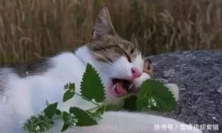 猫咪吸猫薄荷会上瘾?猫薄荷对猫有害么?