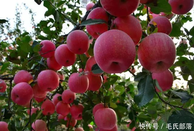 苹果树栽培技术 | 苹果树的大小年
