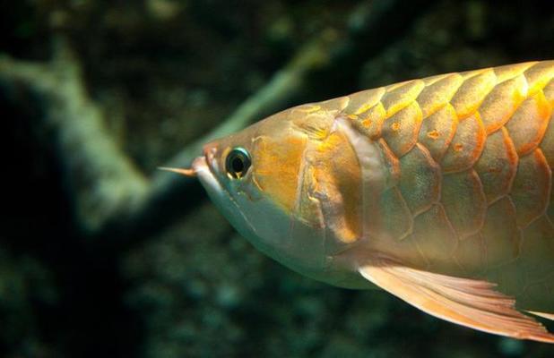 紅龍魚蒙眼最好治療方法視頻大全（紅龍魚蒙眼最好治療方法視頻大全圖片）