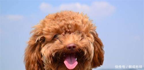 养宠知识泰迪挑食不吃饭怎么办,泰迪狗挑食总