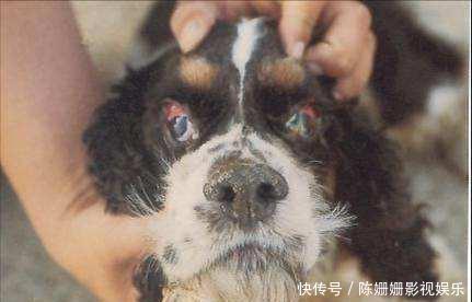 狗狗生病前都有哪些症状,及时治疗,效果更好