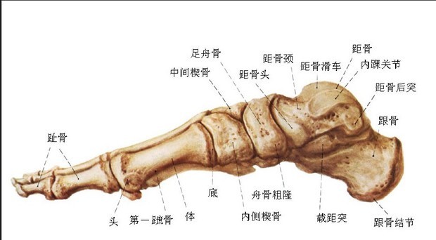 头轴位是什么位,头颅轴位