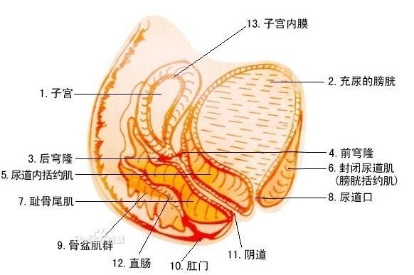 视频晨勃男人呢?_360v视频现场女人根雕图片