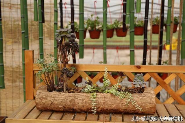 在花卉展上大放异彩的多肉盆景-郑州国际花卉展(图3)