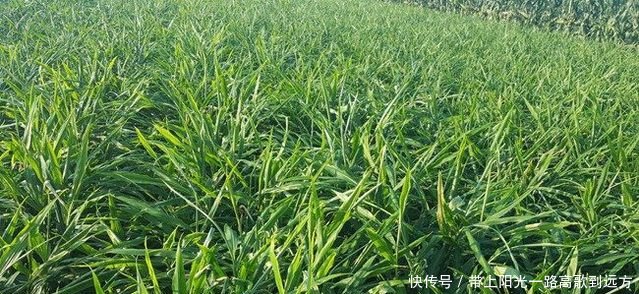 农民种植这种调味植物,亩产1万2千多斤,市场价