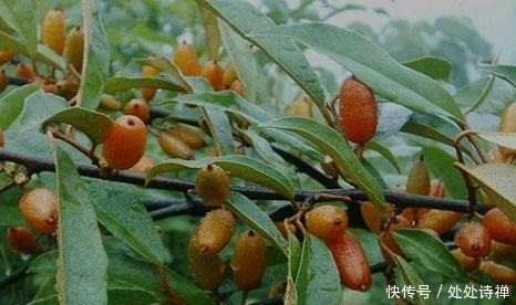 农村有天然的野生美味,漫山遍野的奇珍异宝,想想都值得回味