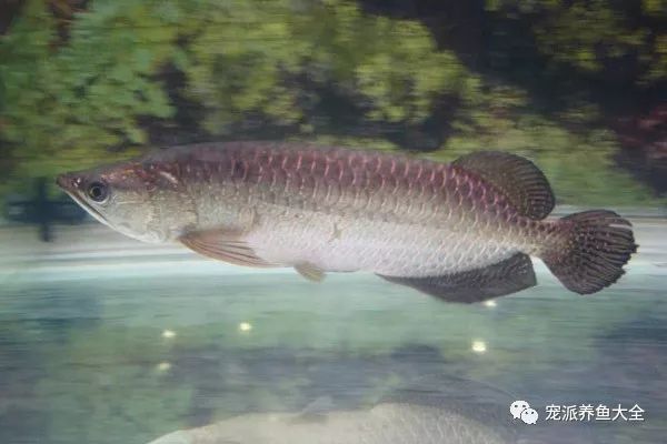 普洱賣魚缸的地方在哪里?。ㄆ斩u魚缸的地方在哪里啊多少錢）