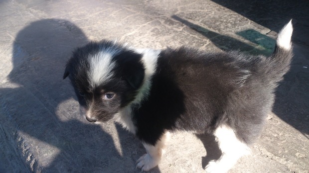 500大洋买了只边牧,朋友说是串串,大家帮忙鉴