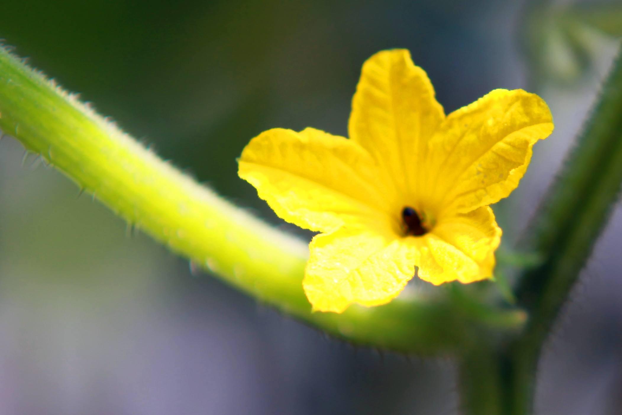 黄瓜只开花,不结果,咋办?只需用上它,轻松就结瓜