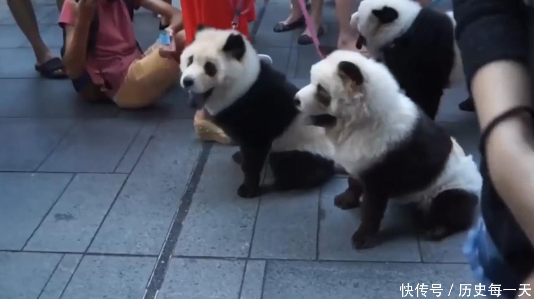 外国街头出现大熊猫,大妈看到后立马报警,谁知竟是一场乌龙 mg平台开户
